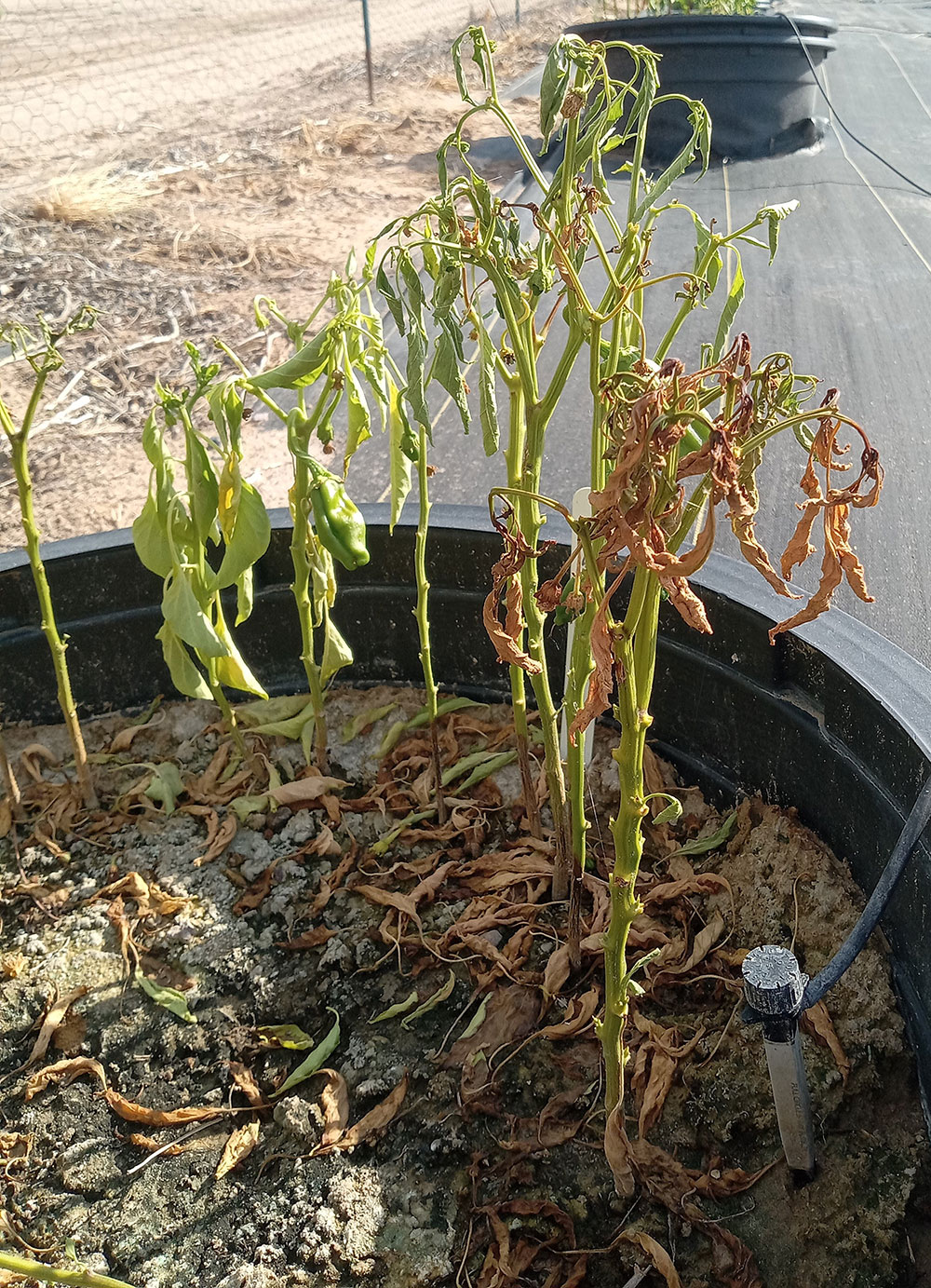 Another chile plant with phytophthora